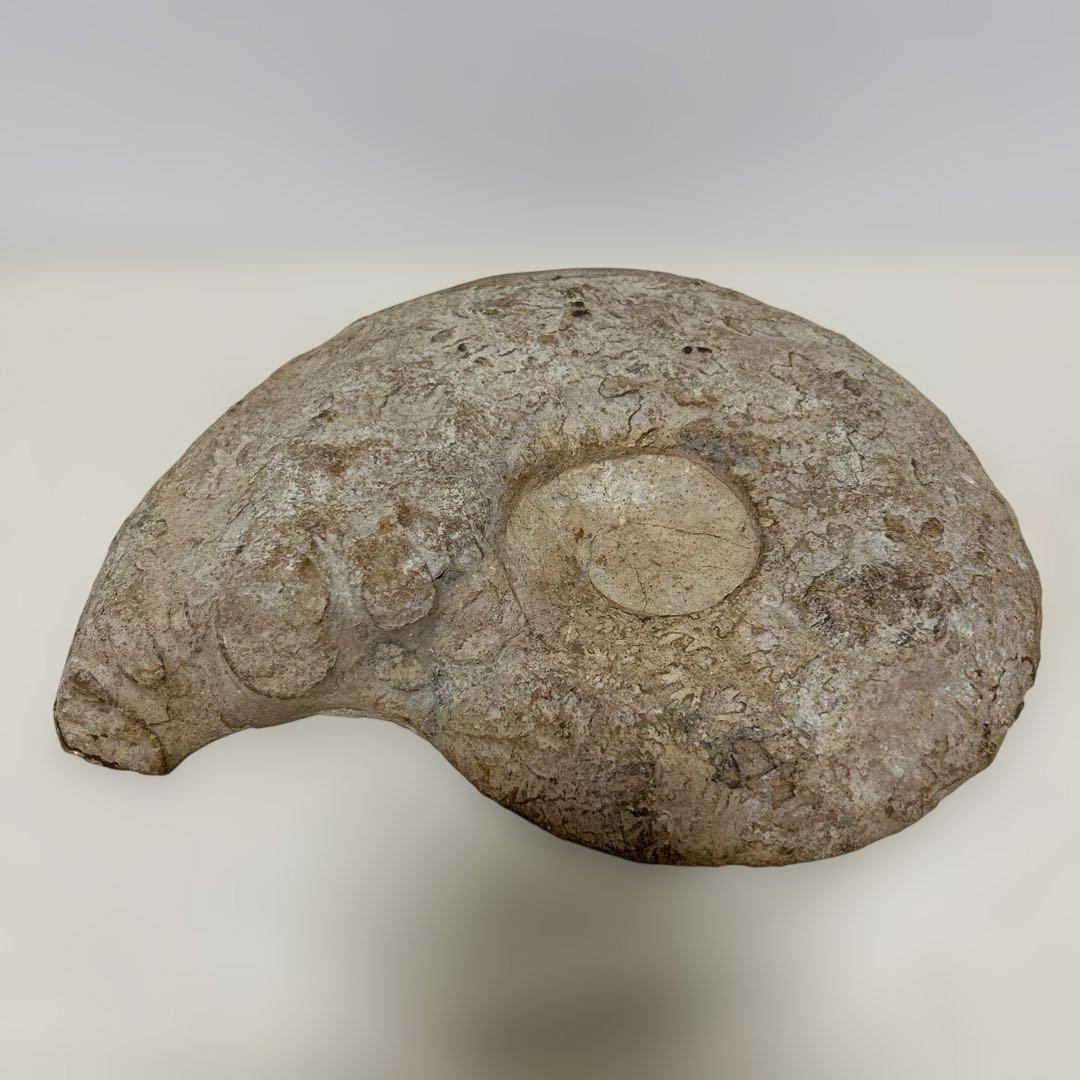 アンモナイト化石 大型　螺旋状 約30cm