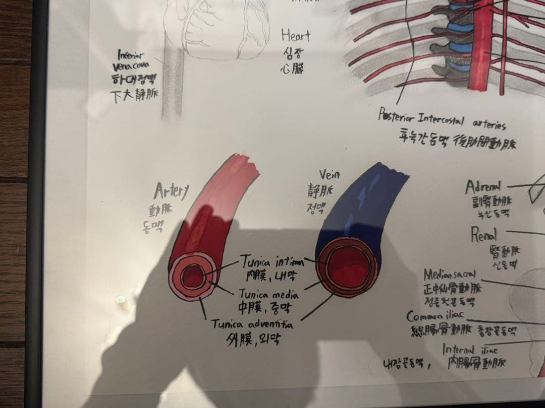 【真作原画/一点物】解剖学 手描き図譜 額装済(心臓・大血管・腹部臓器）