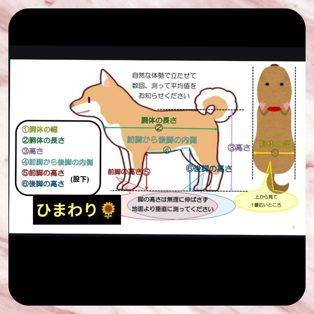 たま♡　ポメラニアン4輪　リハビリ　食事補助　犬用車椅子　犬の歩行器
