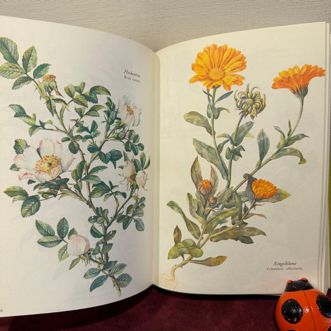 314③1980年ドイツElsa Flesko植物図鑑植物画　ジャンクジャーナル