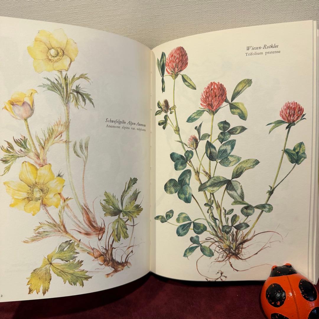 314③1980年ドイツElsa Flesko植物図鑑植物画　ジャンクジャーナル