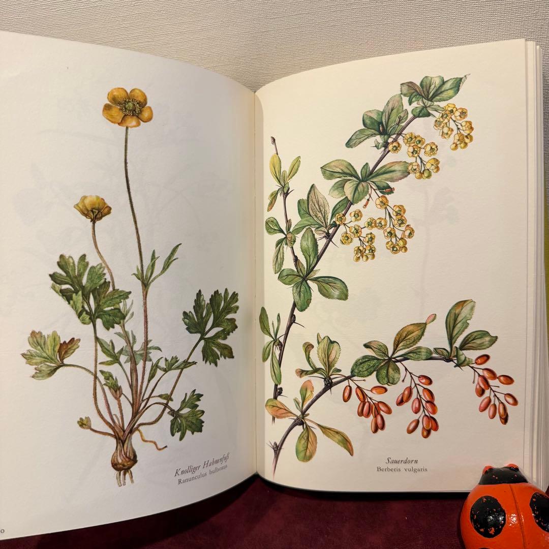 314③1980年ドイツElsa Flesko植物図鑑植物画　ジャンクジャーナル