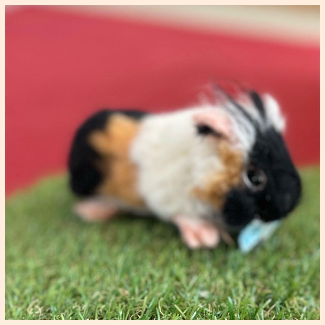 羊毛フェルト　しゅうまいくん