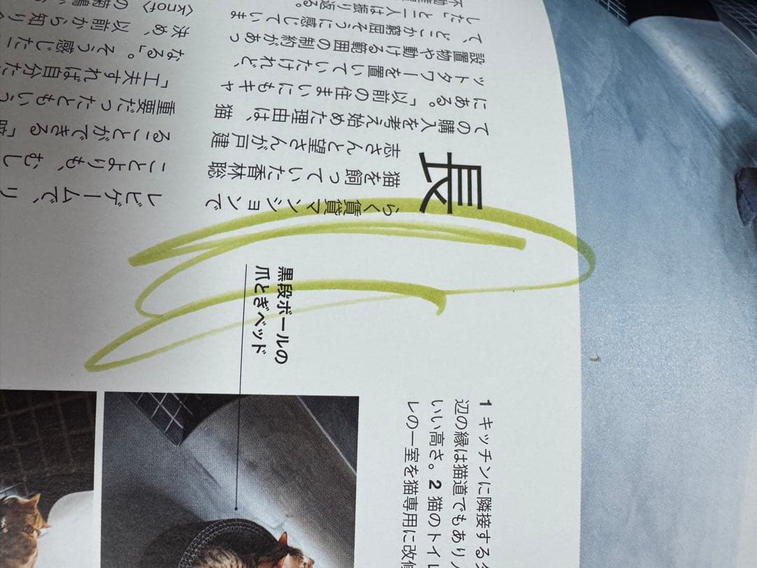 猫本確認