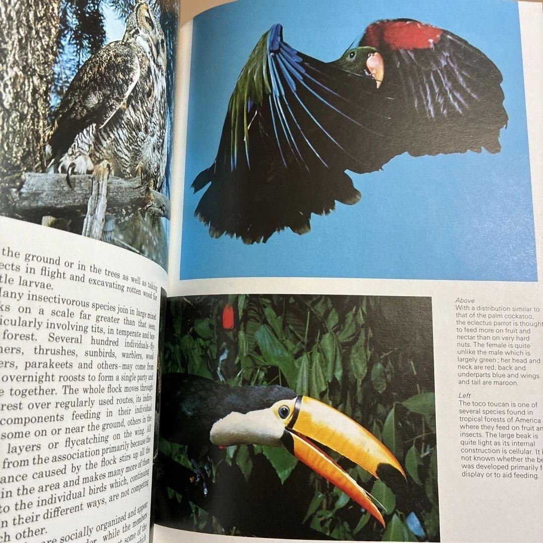 アート・デザイン・音楽 BIRDS and their World John Andrews