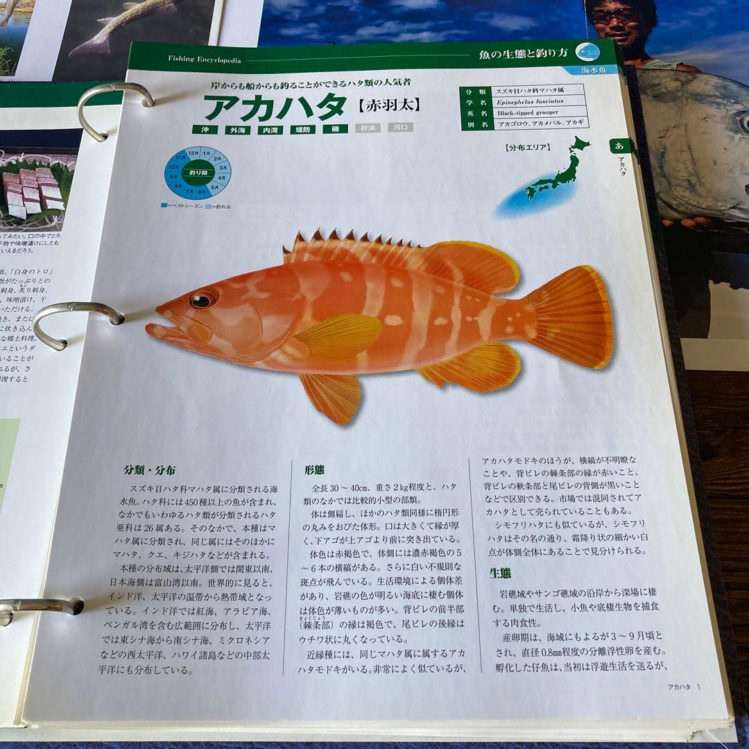 【必見】日本の魚釣り百科事典 ☆魚種別釣魚参考書☆