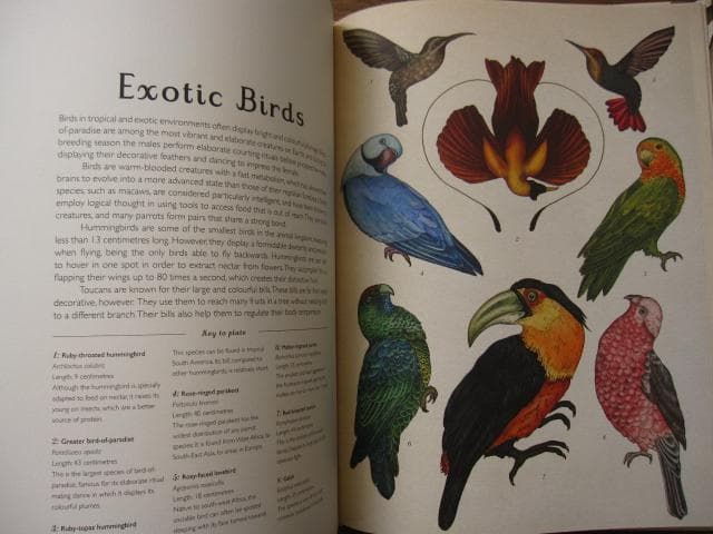 アート・デザイン・音楽 Animalium: Welcome to the Museum