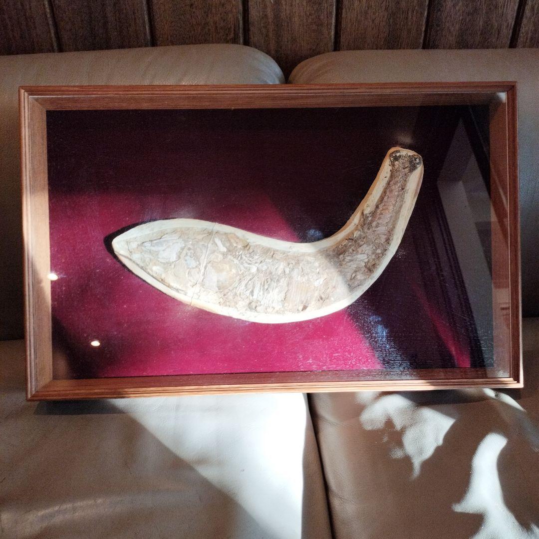 古代魚　魚化石　額　箱付き