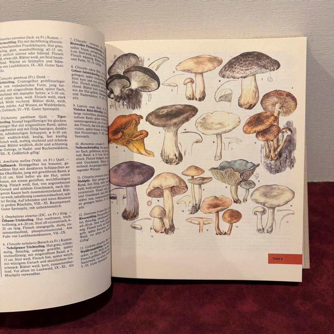 14①1981年ドイツ語版植物図鑑　ジャンクジャーナル　洋書古書　ボタンニカル