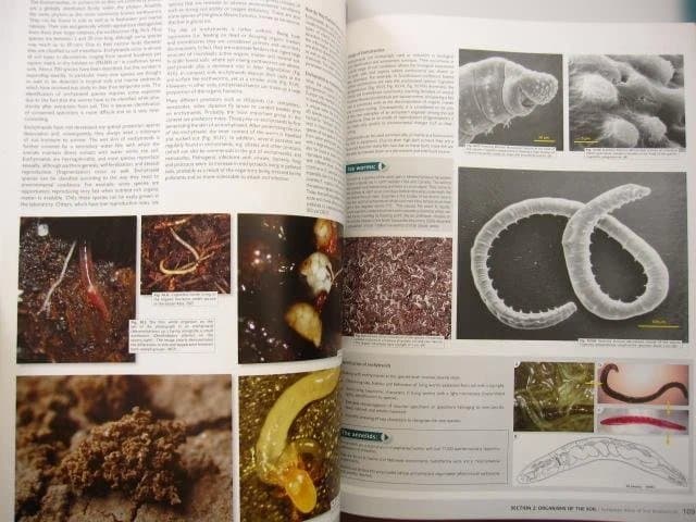 洋書 European Atlas of Soil Biodiversity