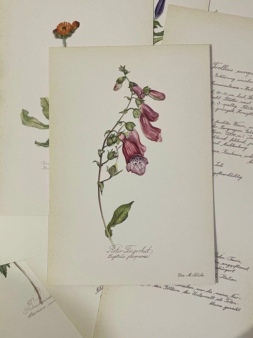 No.436ドイツ ヴィンテージ 紙もの ボタニカルアート 植物図鑑 水彩画
