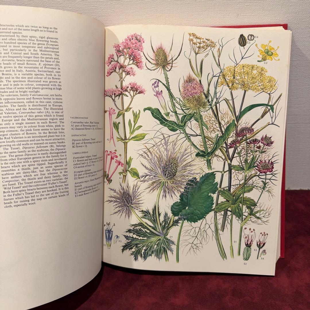 1210B⑩1970年初版植物図鑑　ジャンクジャーナル　ボタンニカル　洋書古書