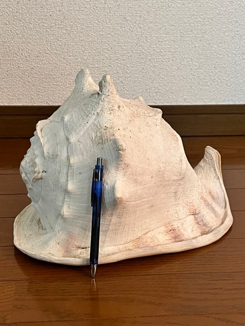 大きめ 白い巻貝