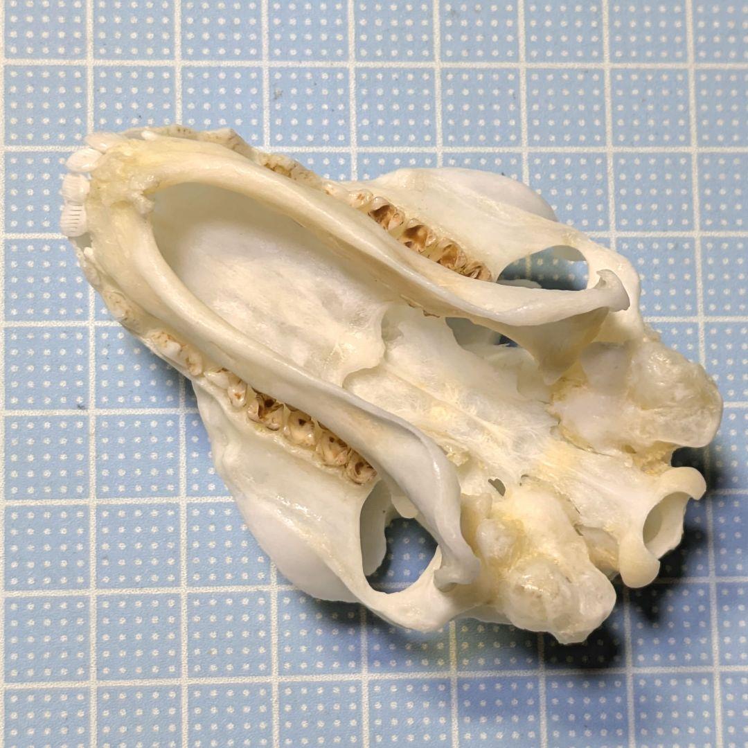 頭骨標本　マレーヒヨケザル