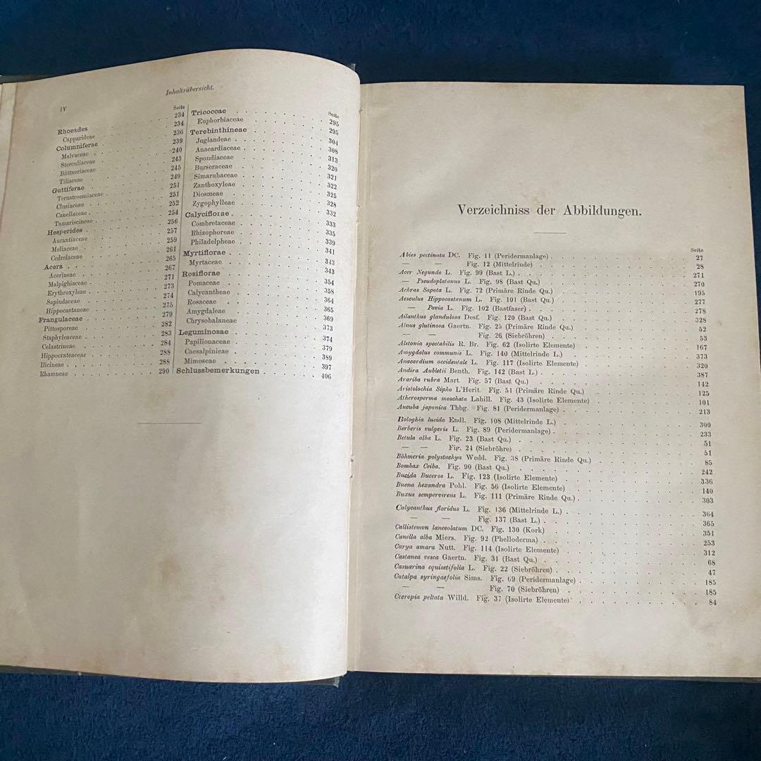 1882年 植物学 ドイツ古書 木の樹皮 解剖学ジョセフ モーラー博士 比較研究