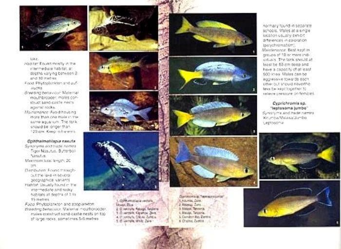 タンガニイカ シクリッド 自然図鑑 Tanganyika Cichlids 洋書